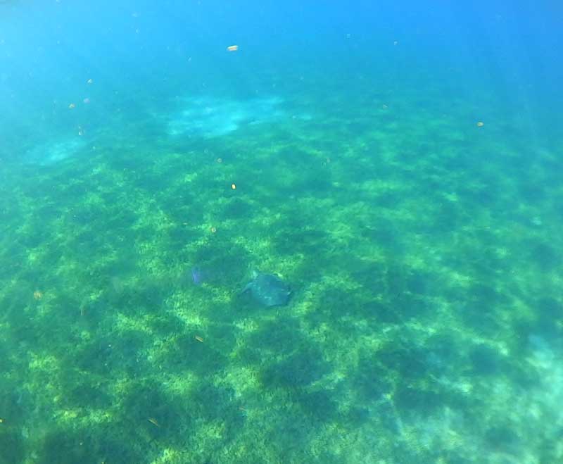 tortue-plongee-guadeloupe